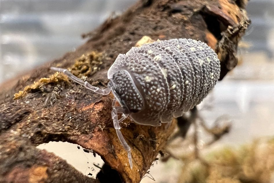 Armadillidium beieri