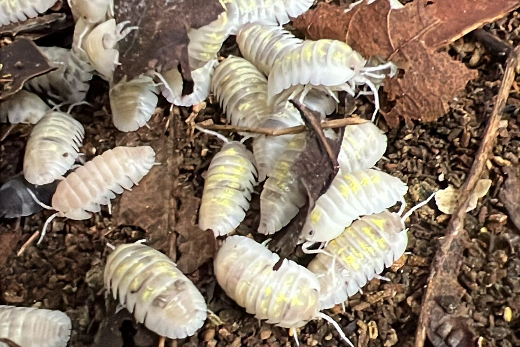 Armadillidium depressum "Magic Potion"