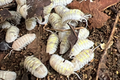 Armadillidium depressum "Magic Potion"