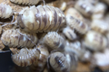 Armadillidium espanyoli "Marbleized"