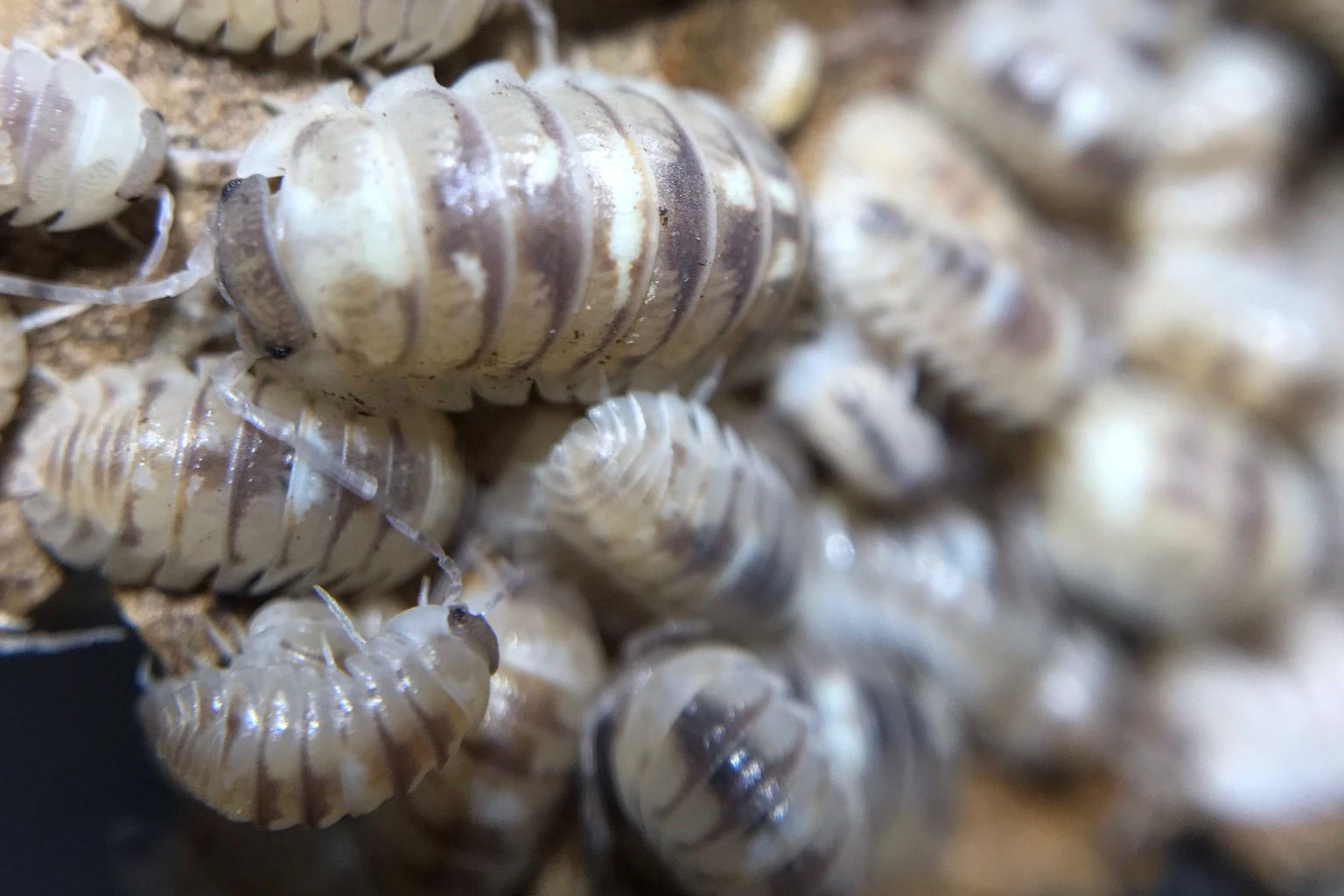 Armadillidium espanyoli "Marbleized"