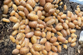 Armadillidium granulatum "Orange"