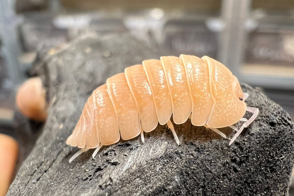 Armadillidium sp "Lefkada"
