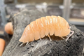 Armadillidium sp "Lefkada"