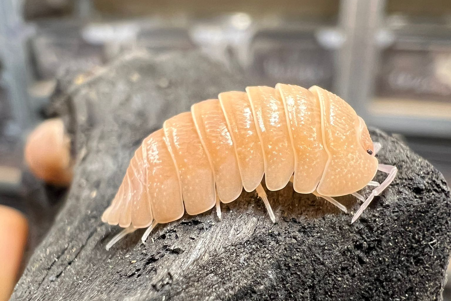 Armadillidium sp "Lefkada"