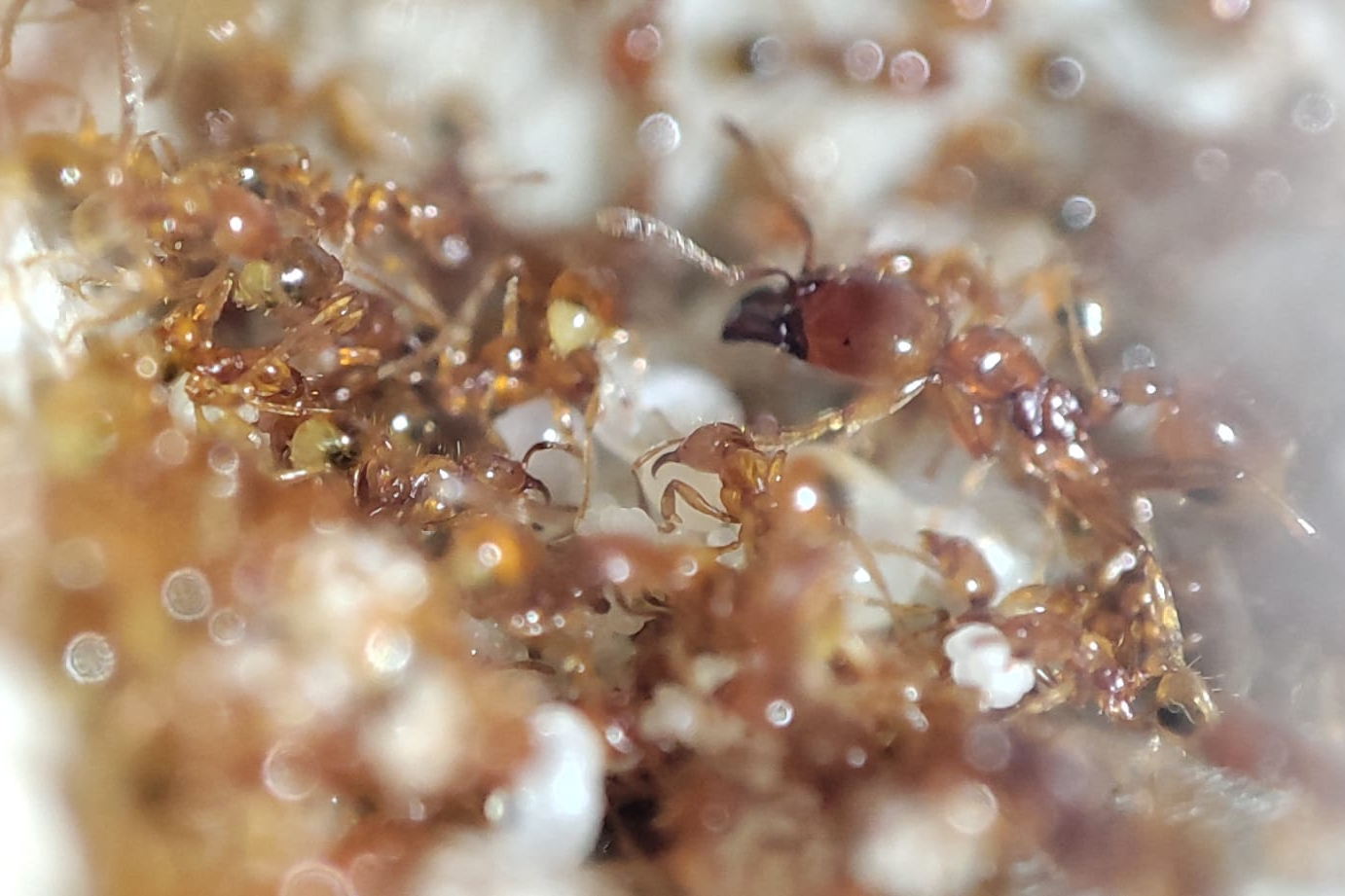 Carebara melasolena