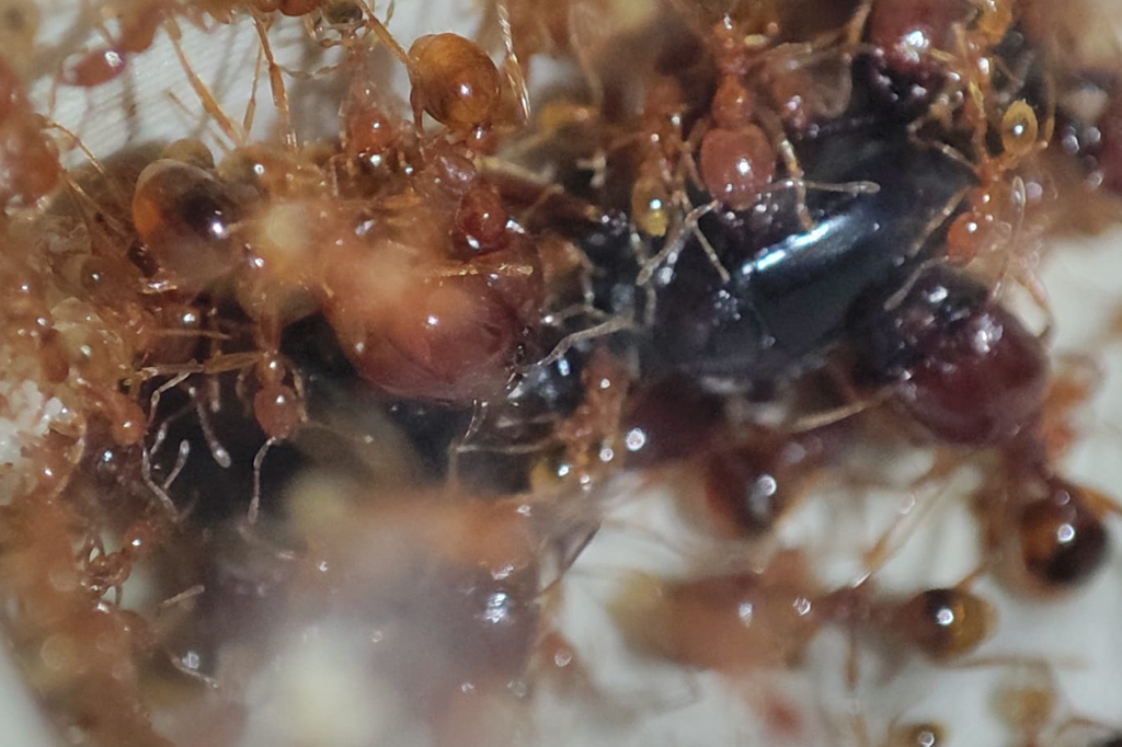 Carebara melasolena
