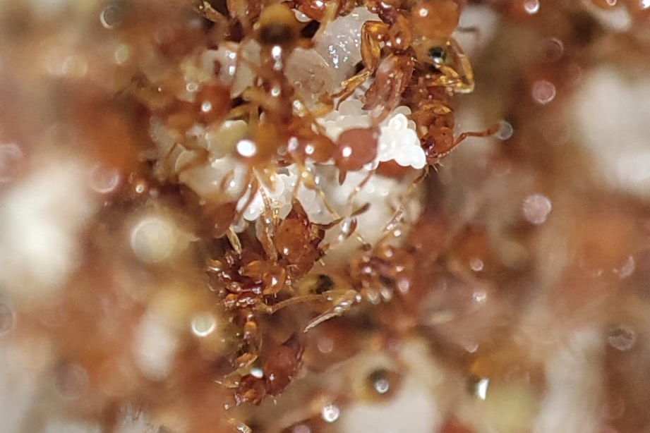 Carebara melasolena
