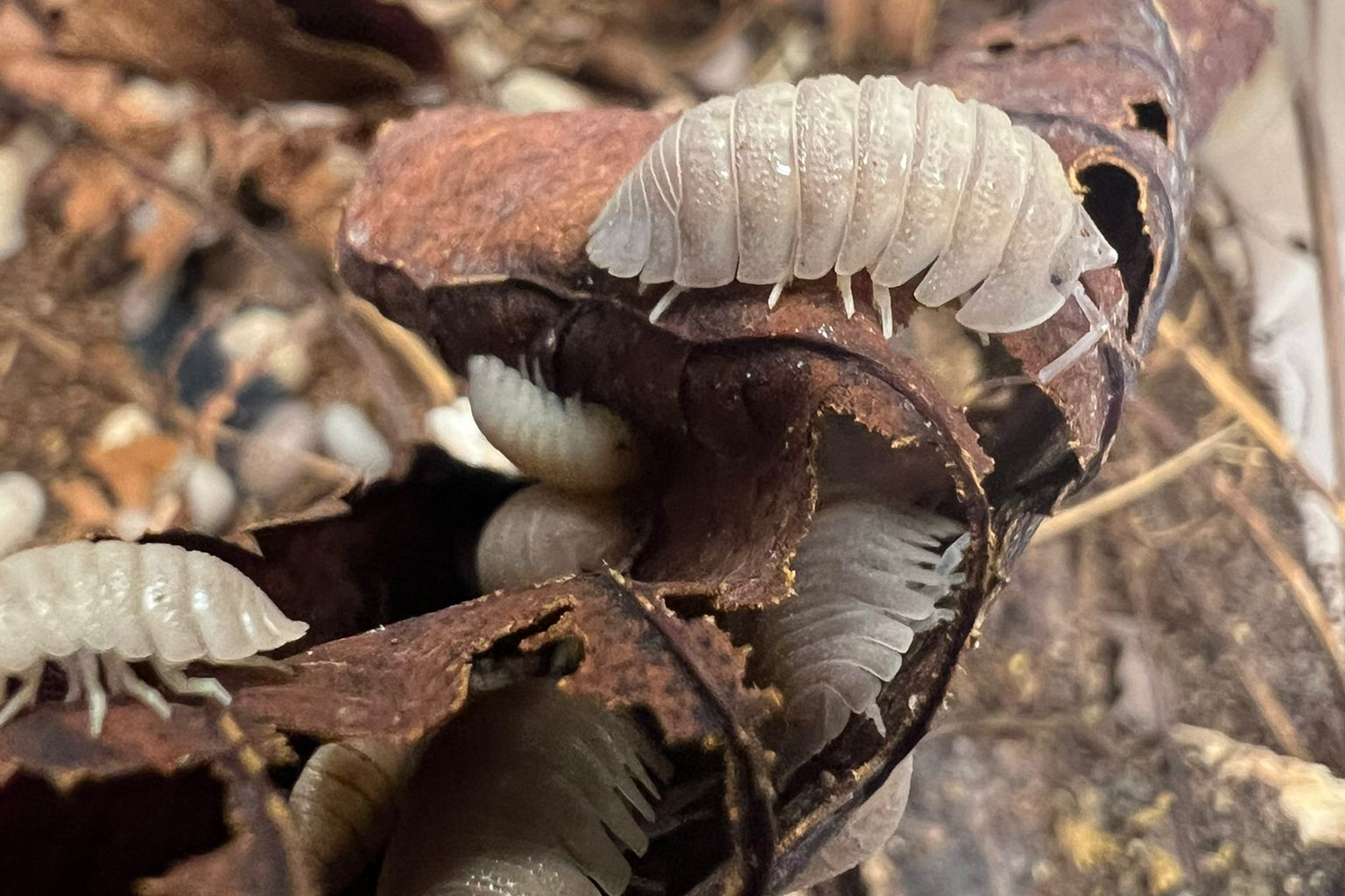 Armadillidium scaberrimum