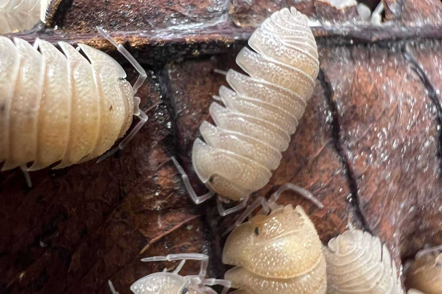 Armadillidium scaberrimum
