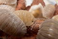 Armadillidium scaberrimum