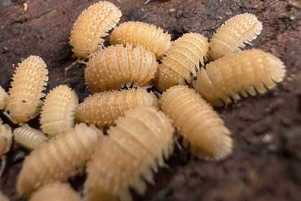 Cristarmadillidium muricatum