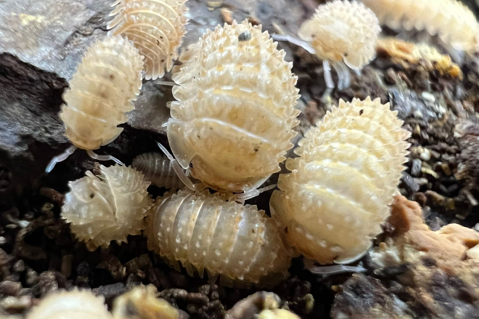 Cristarmadillidium muricatum