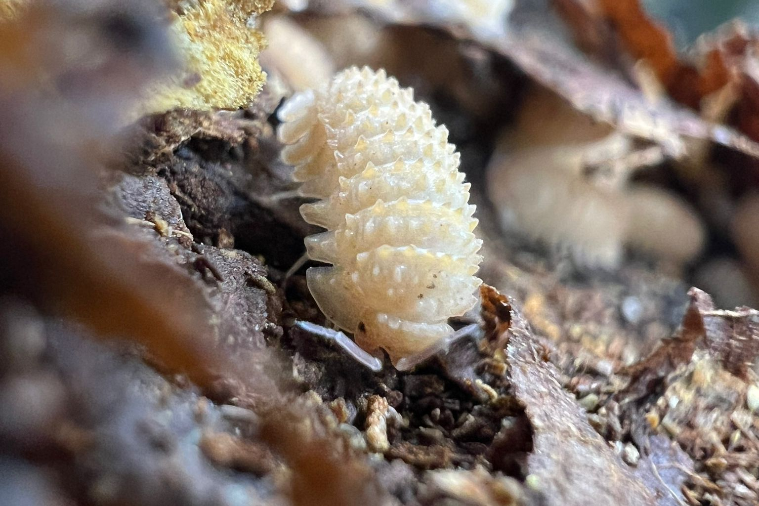 Cristarmadillidium muricatum