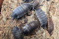 Porcellio scaber "Pied"