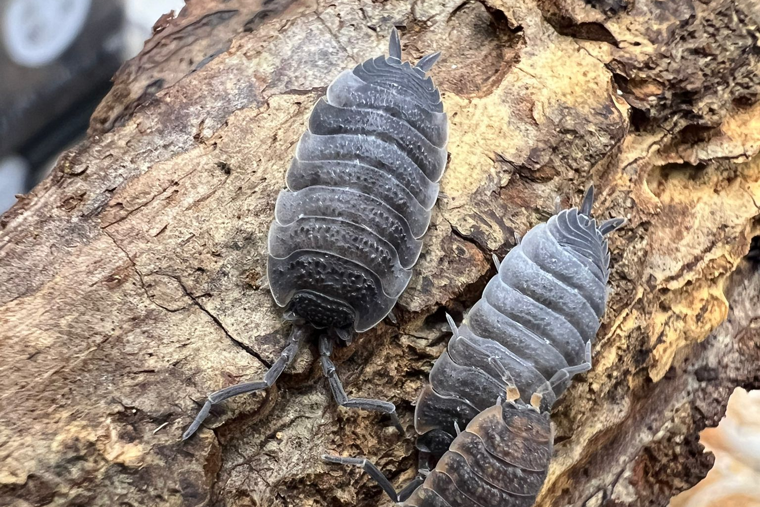 Porcellio scaber "Pied"