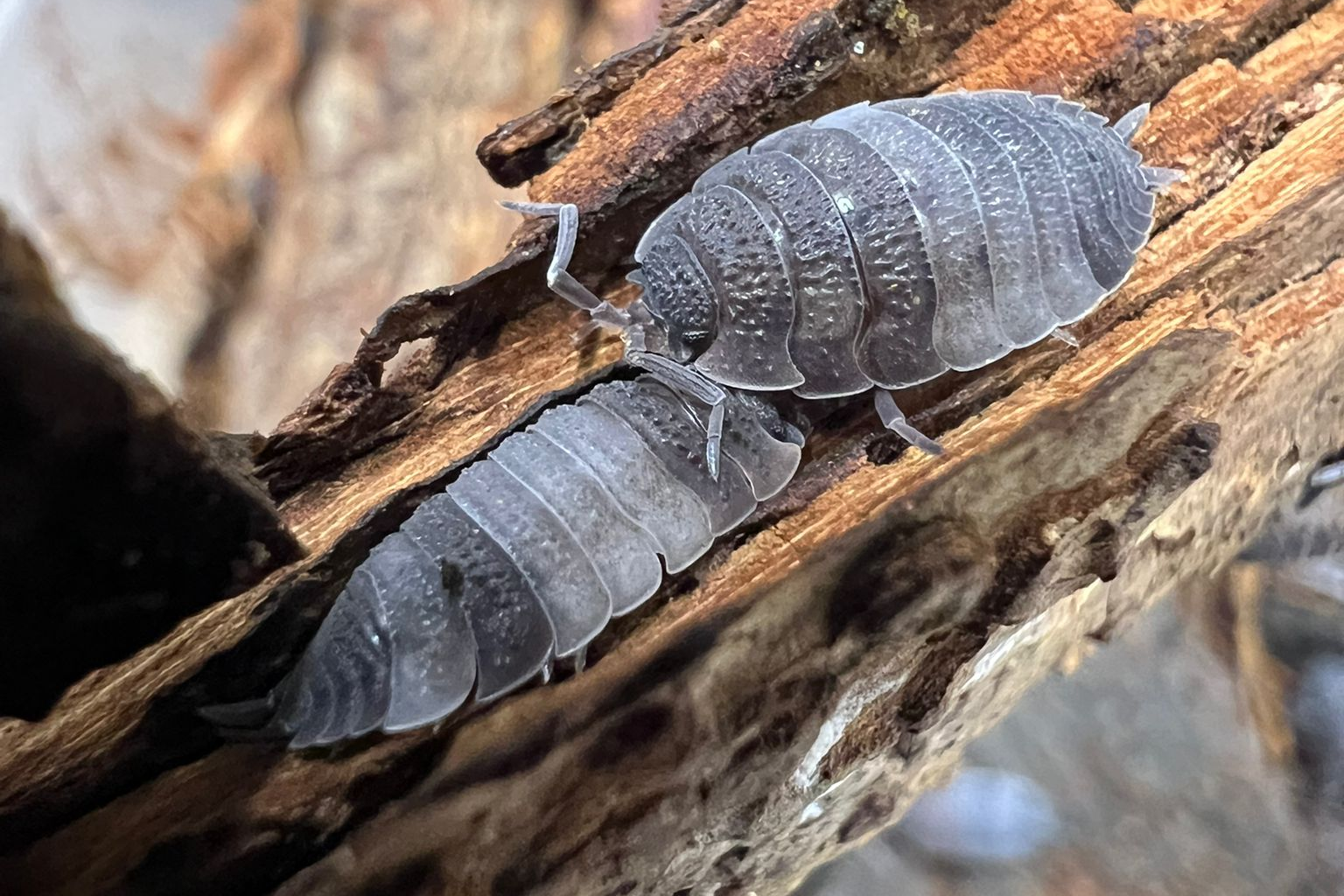 Porcellio scaber "Pied"