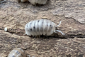 Armadillo officinalis "Dalmatian"