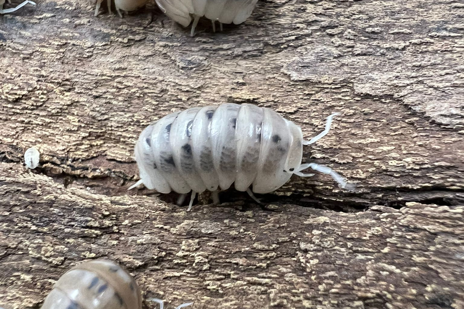 Armadillo officinalis "Dalmatian"