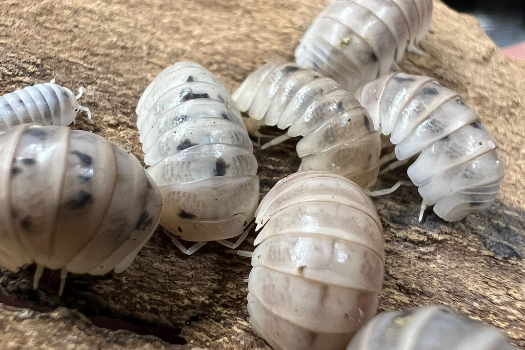 Armadillo officinalis "Dalmatian"