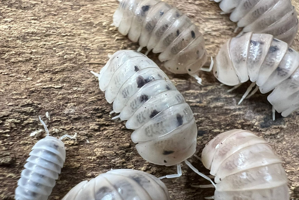 Armadillo officinalis "Dalmatian"