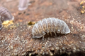 Armadillidium serratum