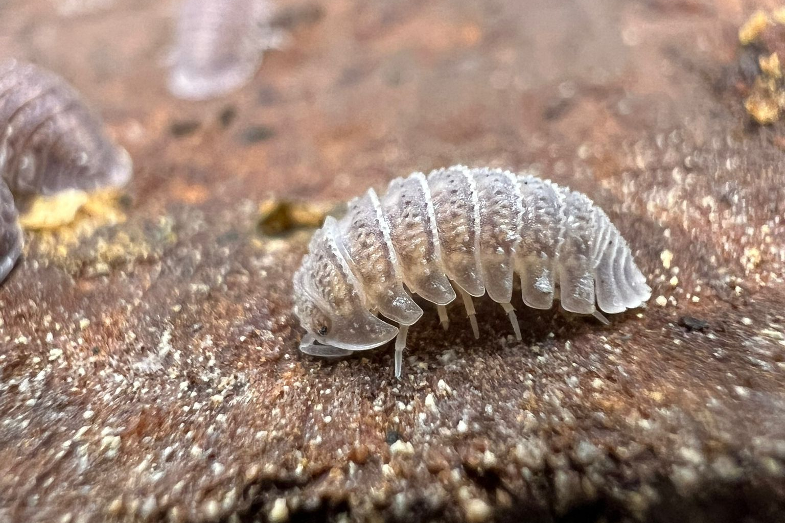 Armadillidium serratum