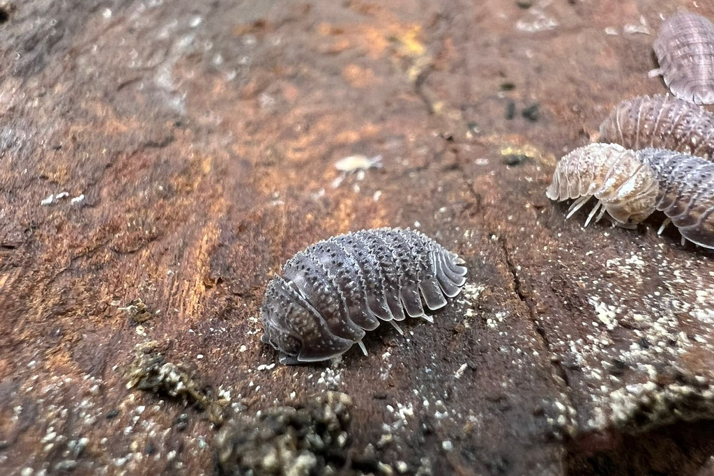 Armadillidium serratum