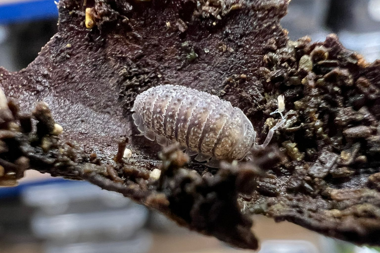 Armadillidium serratum