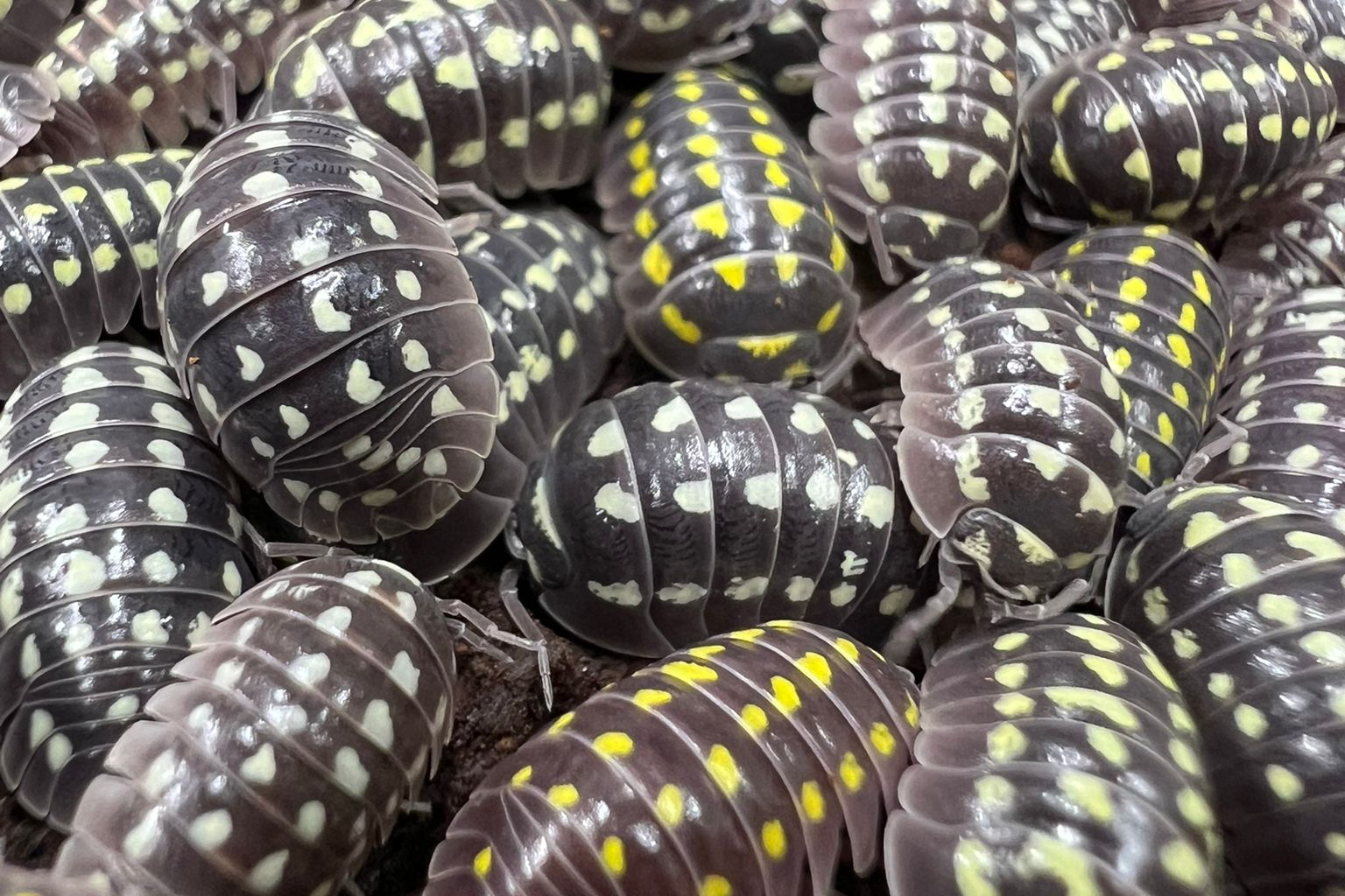 Armadillidium gestroi "Borgio Verezzi"