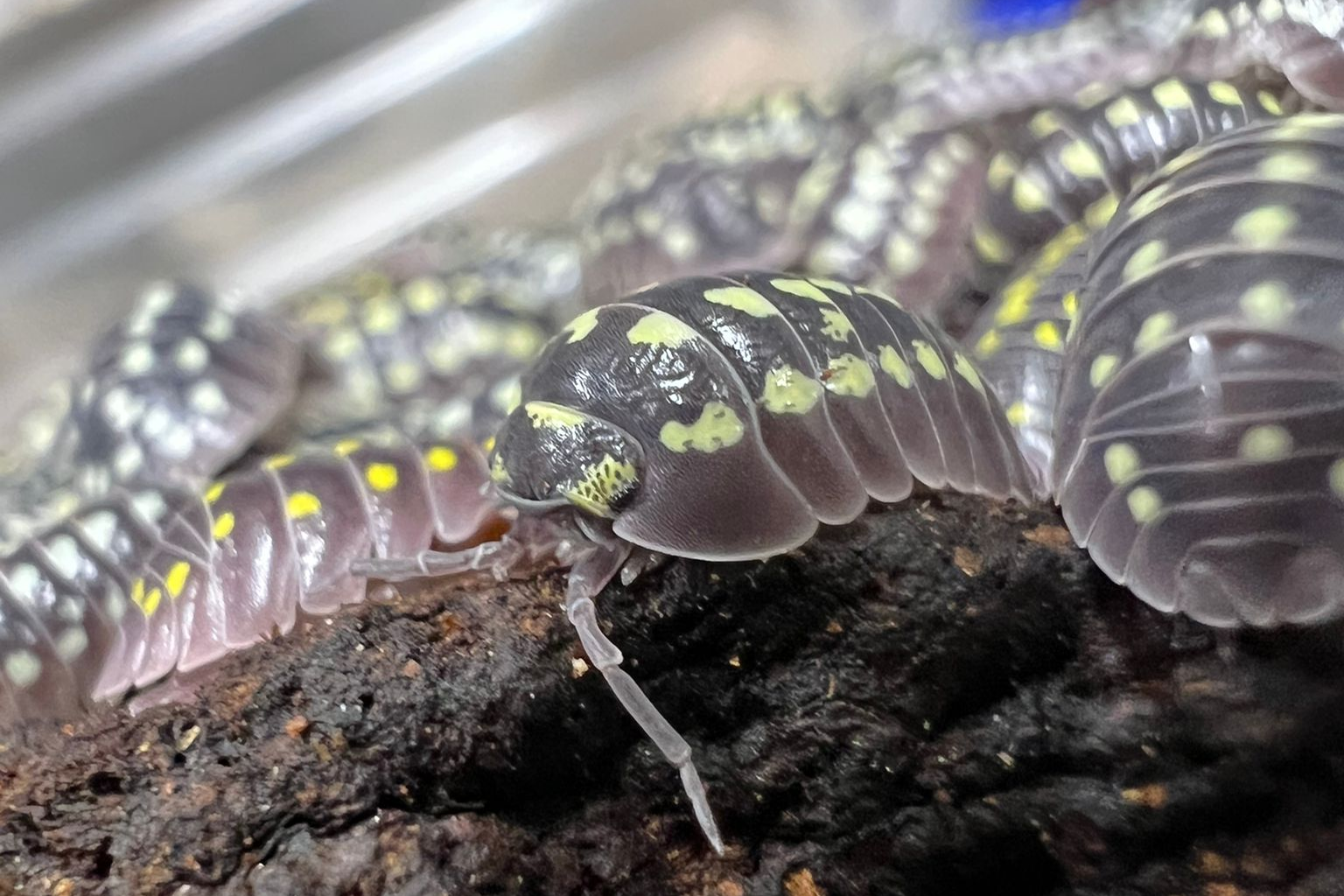 Armadillidium gestroi "Borgio Verezzi"