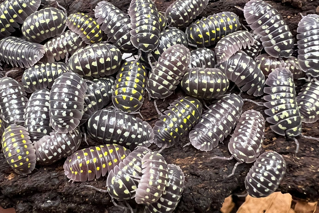 Armadillidium gestroi "Borgio Verezzi"