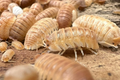 Armadillidium hauseni