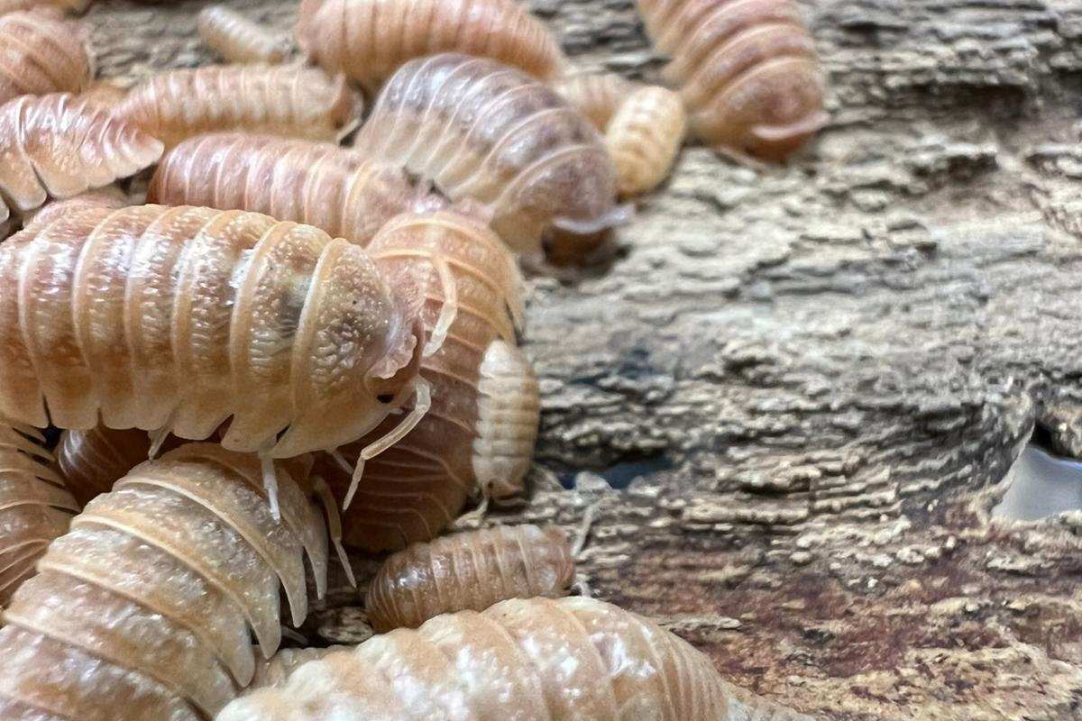 Armadillidium hauseni