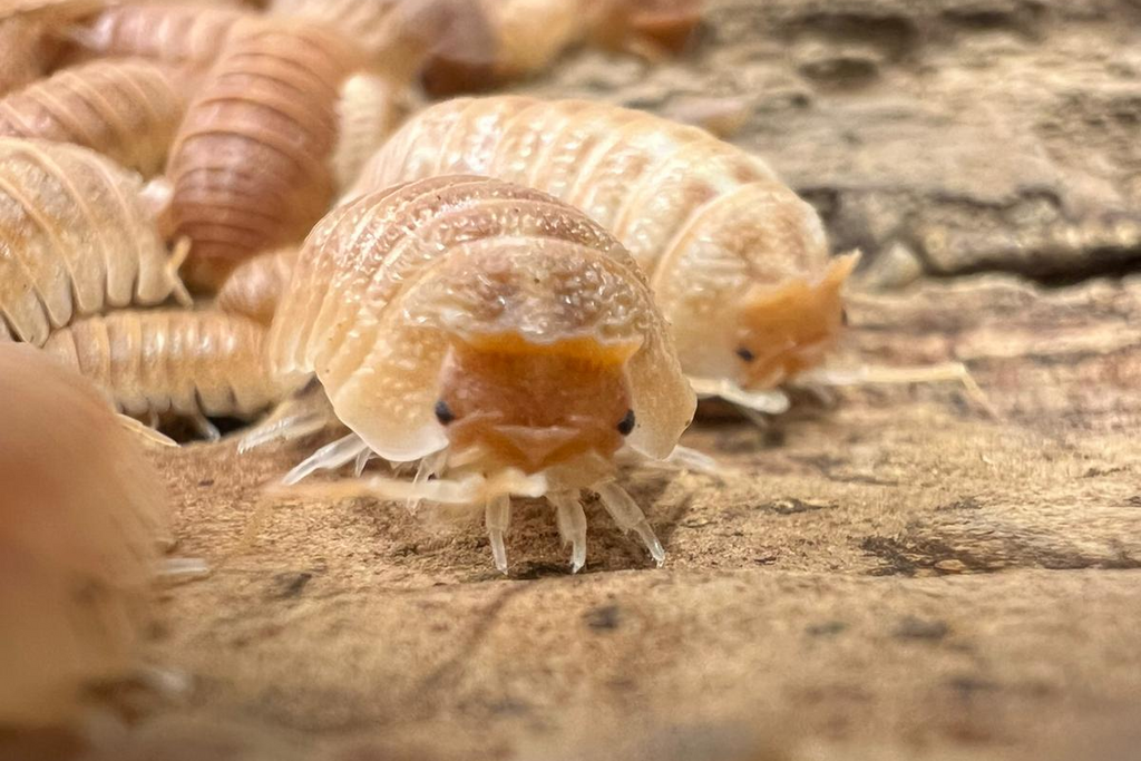 Armadillidium hauseni