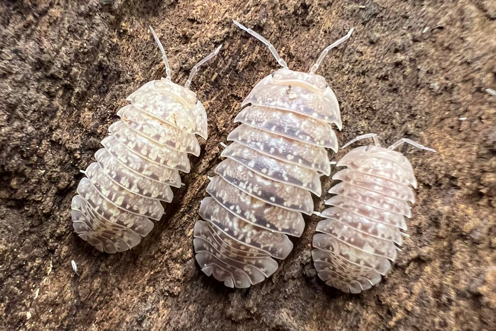 Armadillidium ameglioi