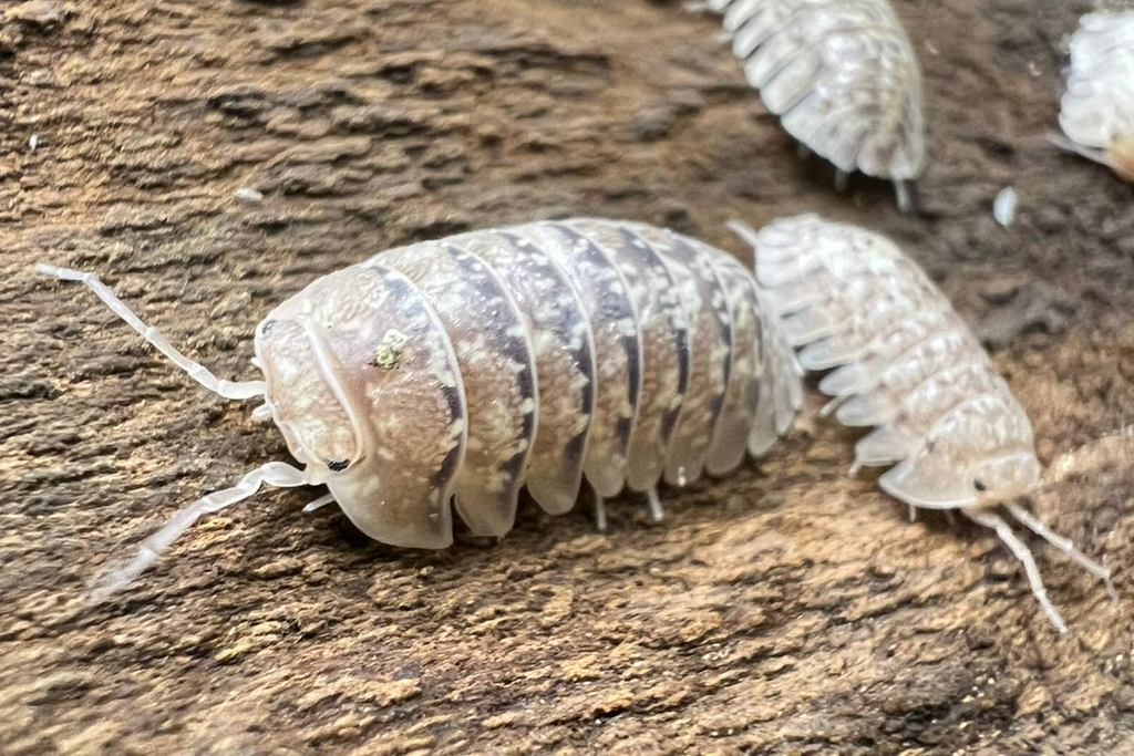 Armadillidium ameglioi