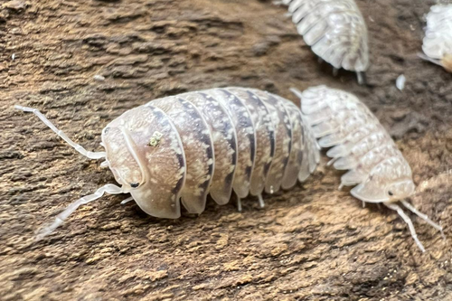 Armadillidium ameglioi