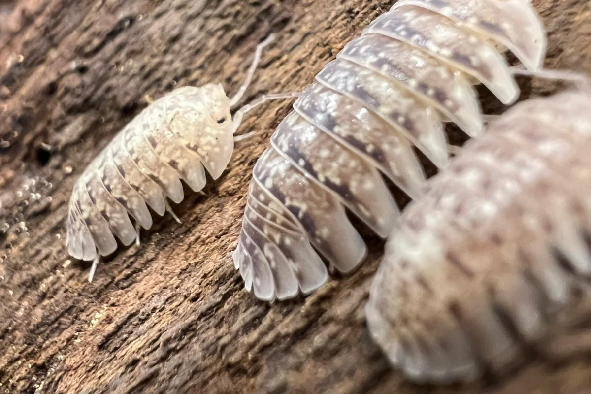 Armadillidium ameglioi
