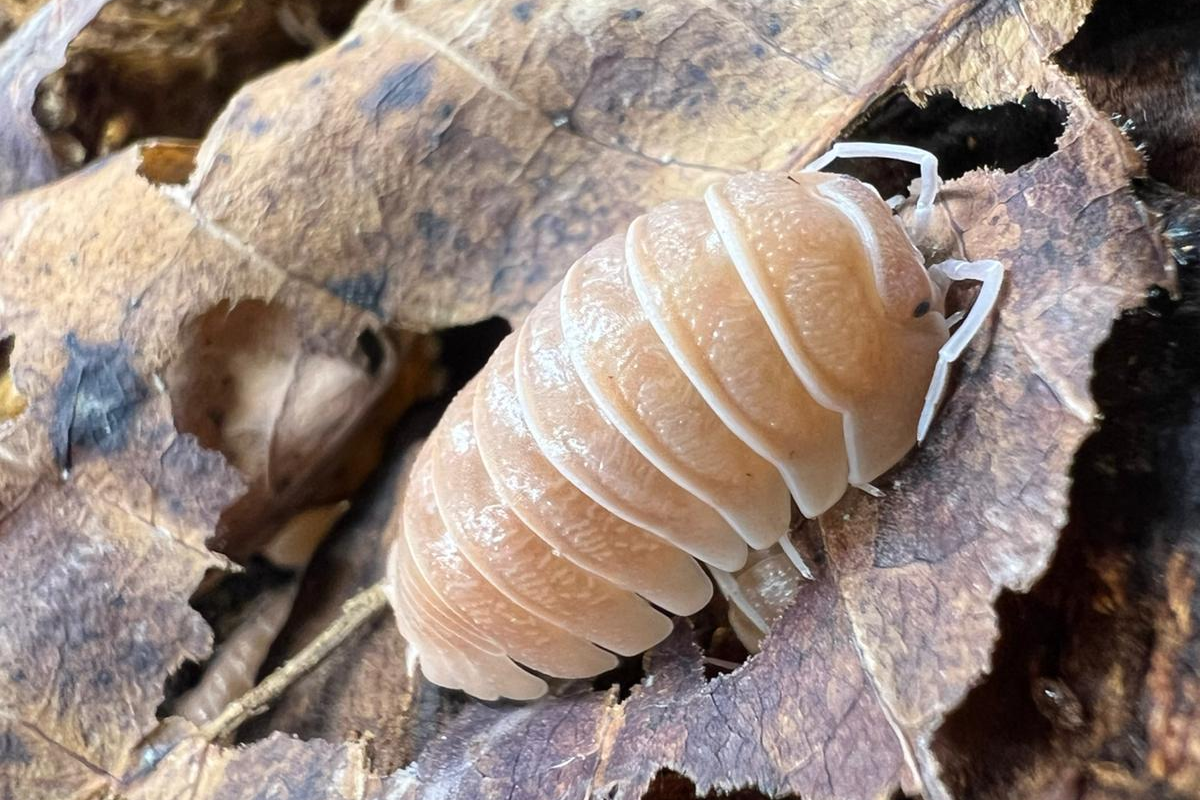 Armadillidium sp "Lefkada"