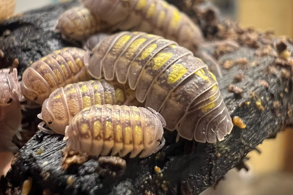 Armadillidium granulatum "Lemon"