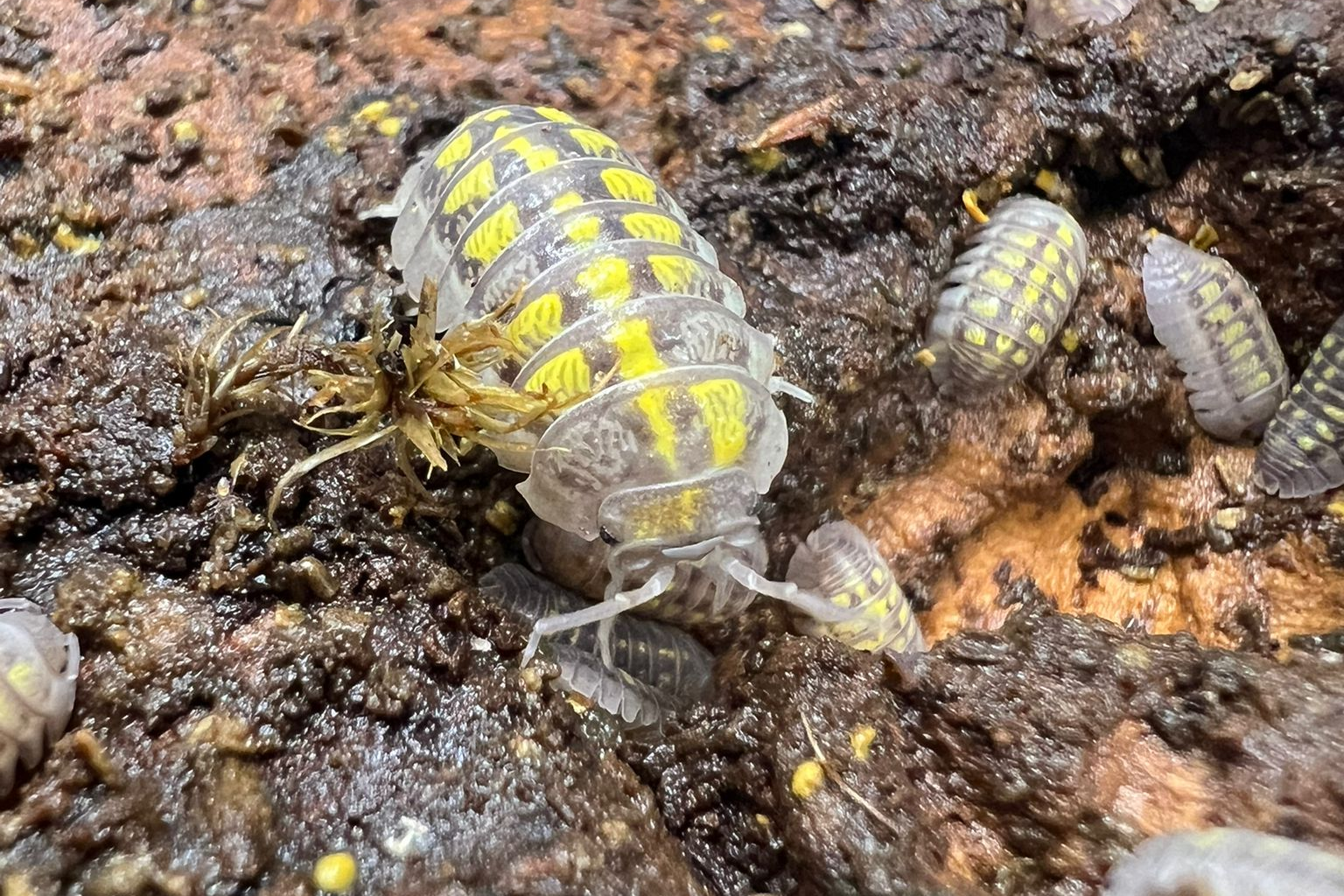Armadillidium granulatum "Lemon"