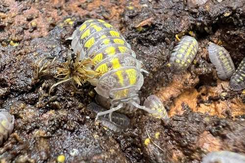 Armadillidium granulatum "Lemon"