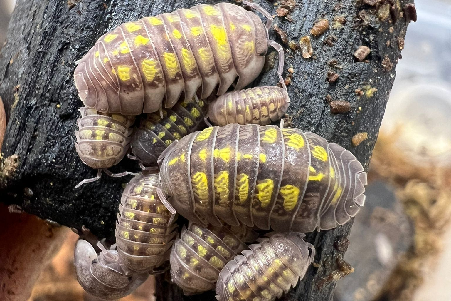 Armadillidium granulatum "Lemon"