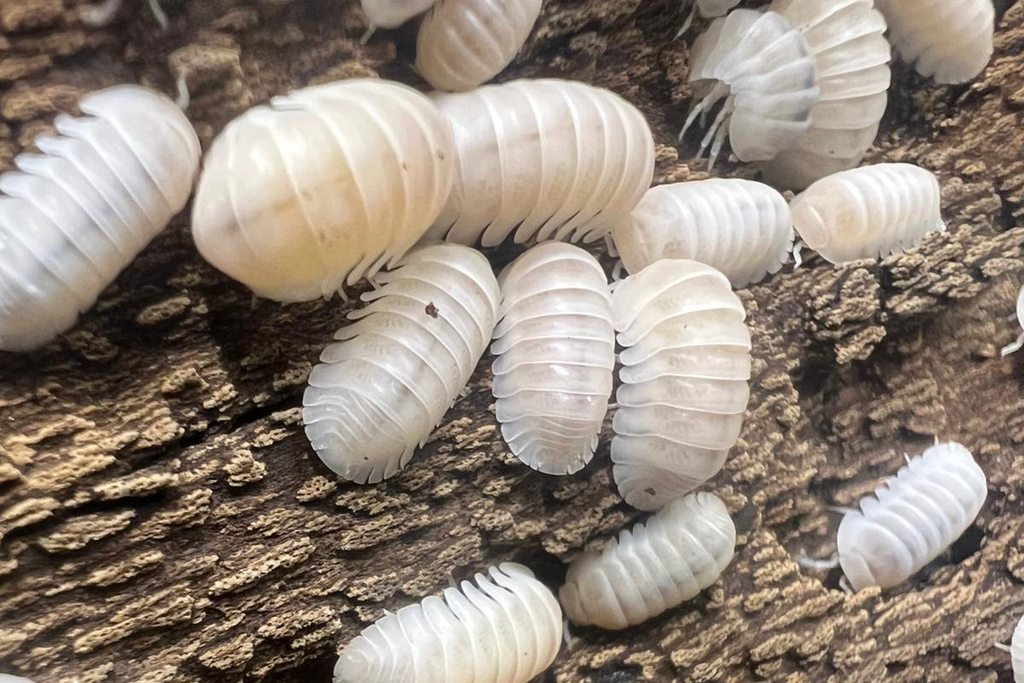 Cubaris sp "Panda King White"