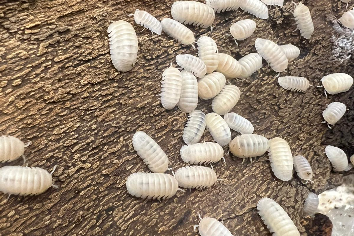 Cubaris sp "Panda King White"