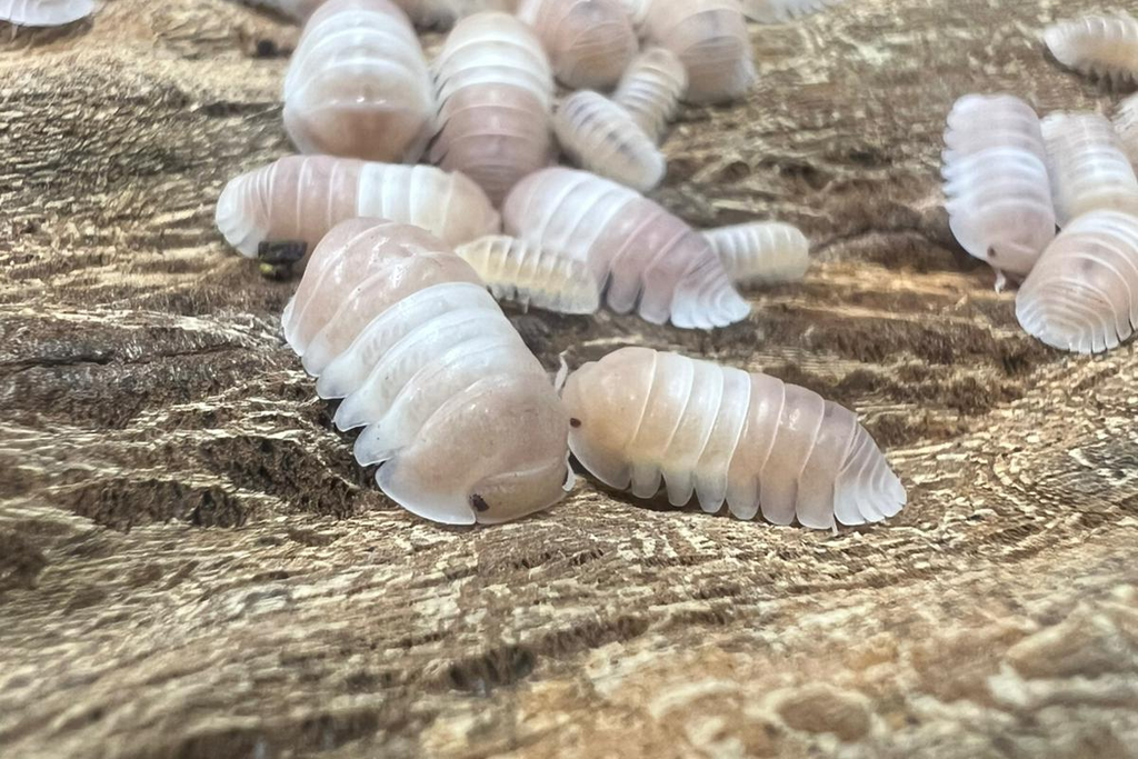 Cubaris sp "Panda King Pink"