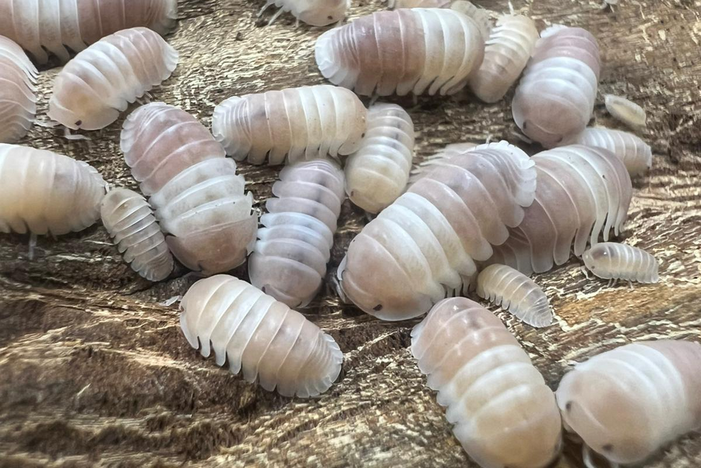 Cubaris sp "Panda King Pink"