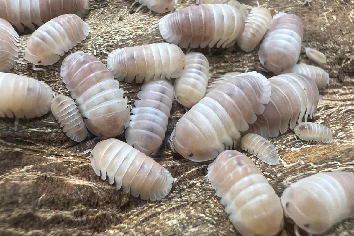 Cubaris sp "Panda King Pink"