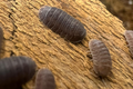 Cubaris murina
